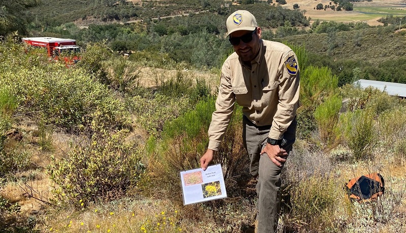 CDFW Environmental Scientist John Watkins holds an image of a rare yellow plant at the Pine Hill Ecological Reserve in El Dorado County next to the actual plant growing in the ground.